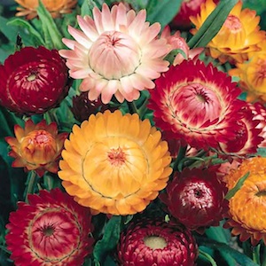 Strawflower Helichrysum bracteatum 'Monstrosum'